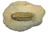 Prone Crotalocephalina Trilobite - Atchana, Morocco #372401-3